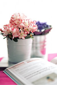 azalea-791912_960_720