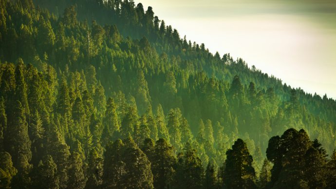 Naturskyddsföreningen
