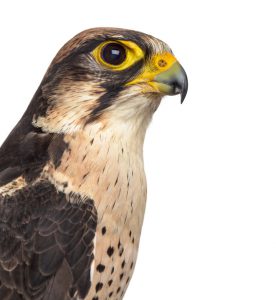Lanner falcon - Falco biarmicus (7 years old)