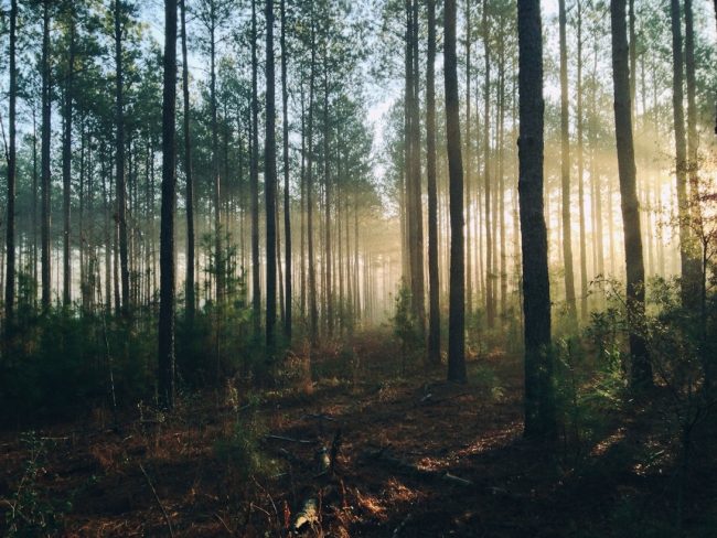 Inverkan av skogsbruk på luftkvalitet